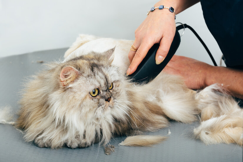 Katze wird mit einer Schermaschine geschoren