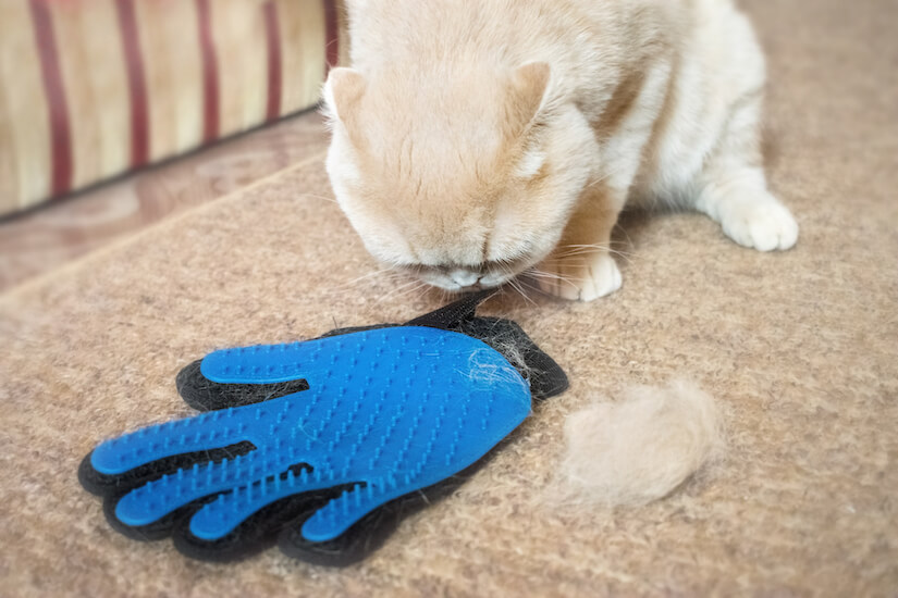 Katze wurde mit Bürstenhandschuh gebürstet