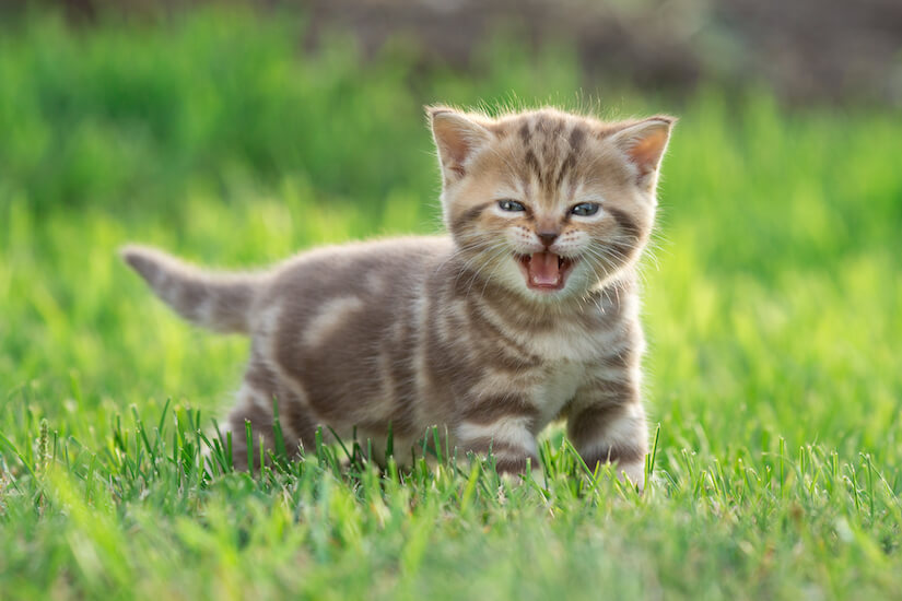 Katzen Kitten miaut im Gras