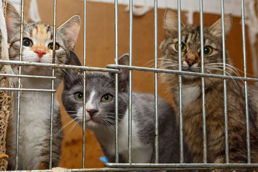 Katzen in einem Käfig im Tierheim