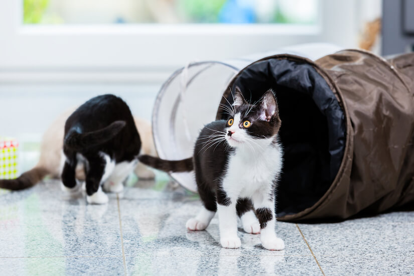 Katzen spielen in ihrem Katzentunnel