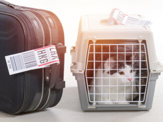 Katze in der Katzentransportbox in das Flugzeug