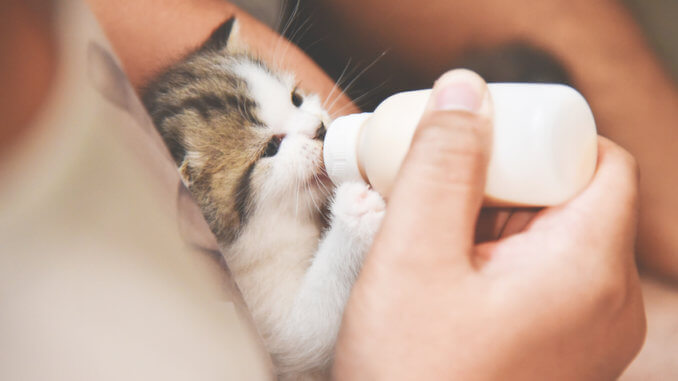 Kitten wird mit Flasche gefüttert