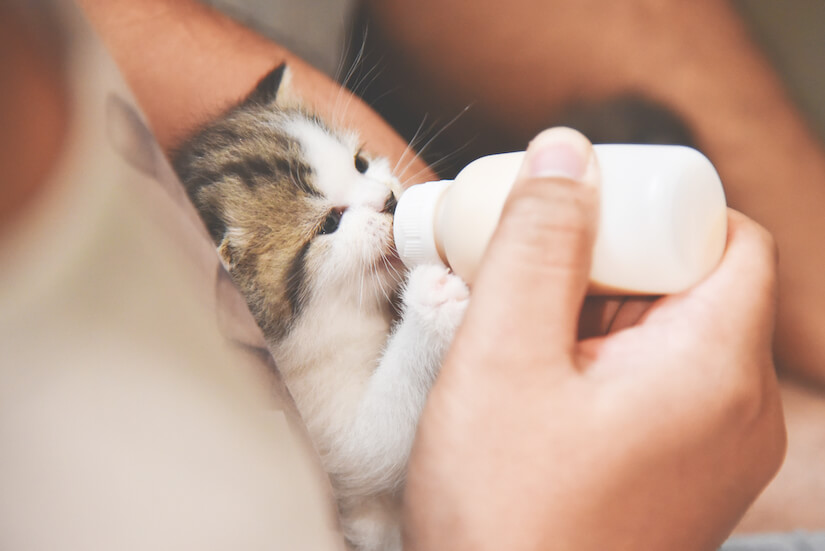 Kitten wird mit Flasche gefüttert
