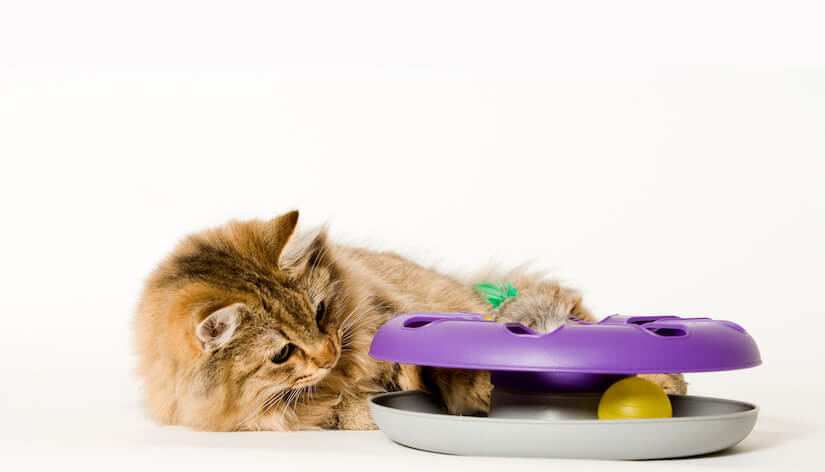 Kleine Katze spielt mit Intelligenzspielzeug