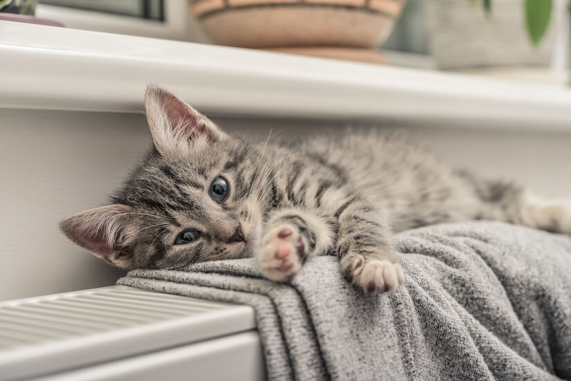 Kleine graue Katze liegt auf der Heizung