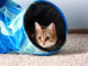 Kleines Kätzchen in einem blauen Katzentunnel