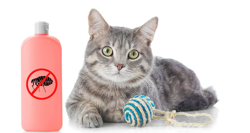 Kleines Kitten mit einem Flohmittel