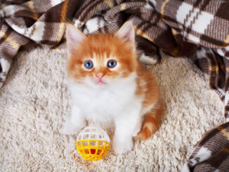 Kleines süßes Kätzchen spielt mit Plastikball