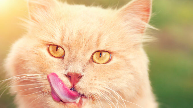 Rote Katze mit ausgestreckter Zunge