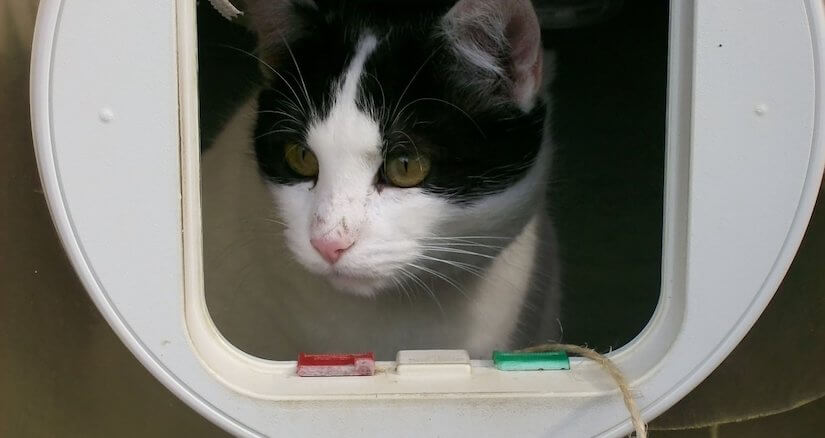 Schwarz weiße Katze guckt durch eine Katzenklappe nach draußen