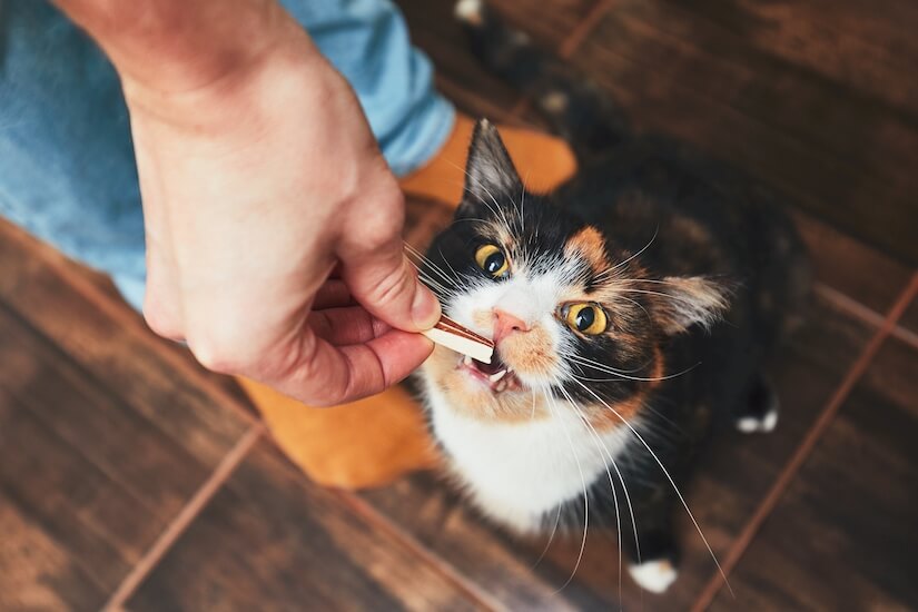 Schwarze Katze bekommt ein Leckerli