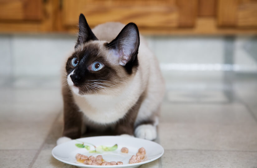 Siamkatze frisst Nassfutter aus einem Napf