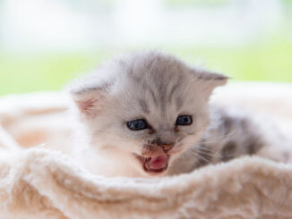 Süßes Kitten baby Kätzchen gähnt