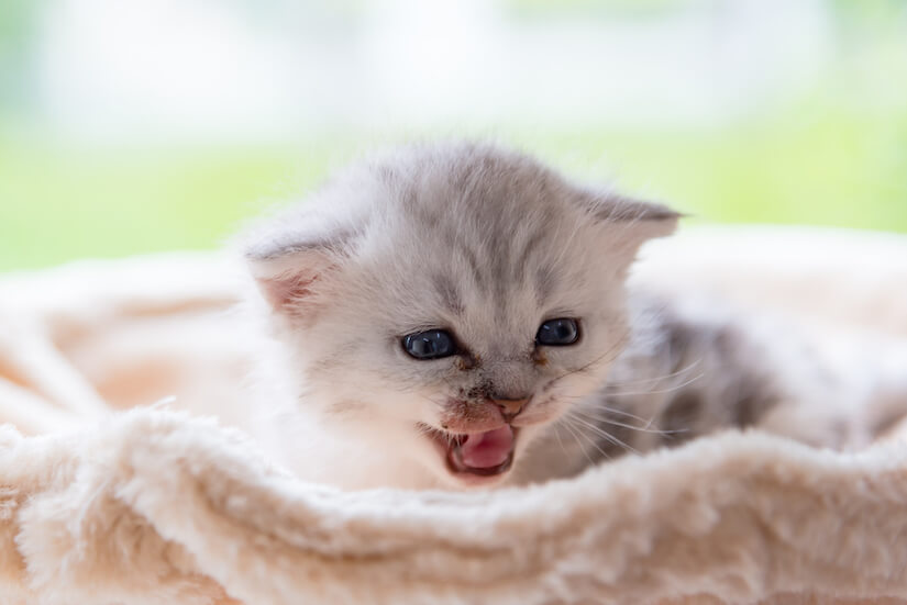 Süßes Kitten baby Kätzchen gähnt