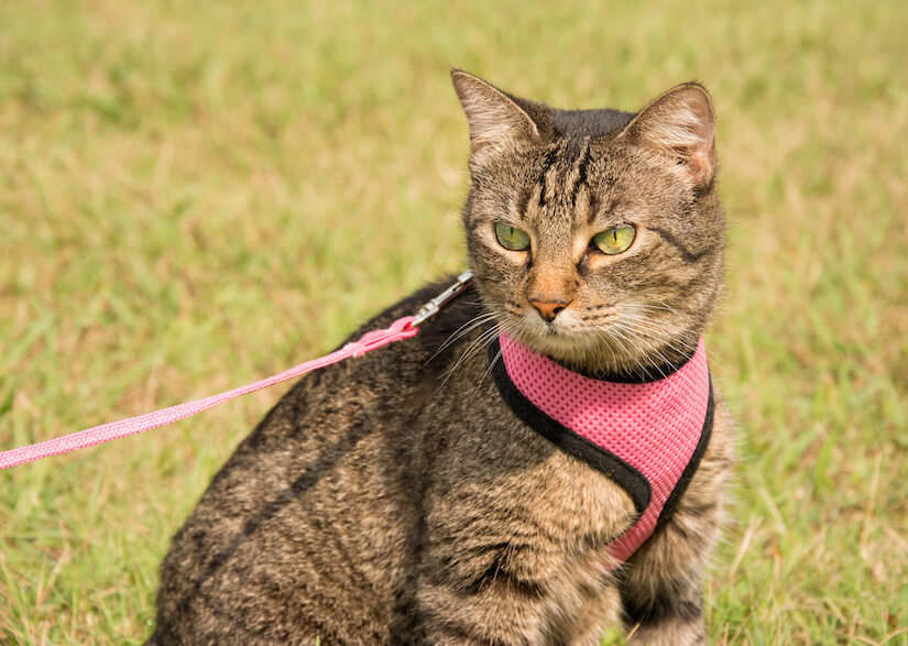 Getigerte Katze an der Leine mit Geschirr