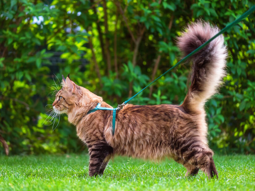 Maine-Coon-Katze mit Geschirr an der Leine