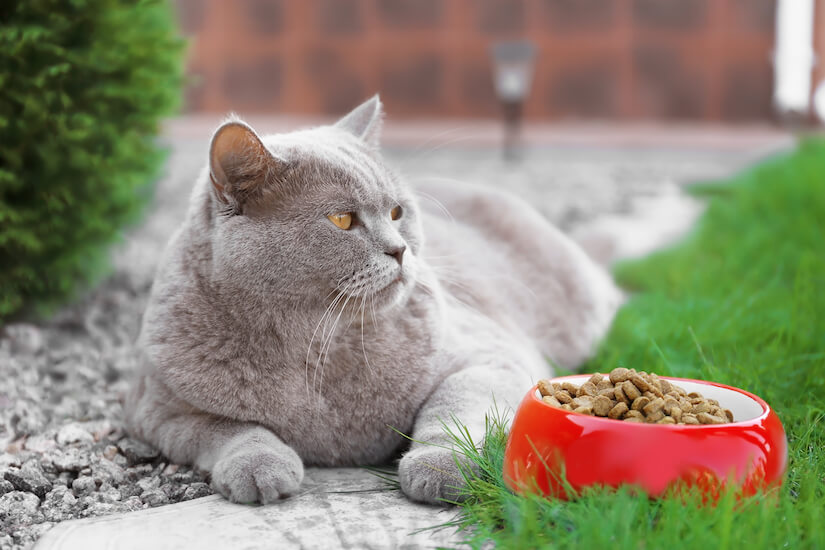 Übergewichtige Katze liegt vor einem gefüllten Napf mit Trockenfutter