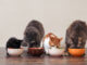 Vier Katzen fressen Katzenfutter aus Katzennäpfen