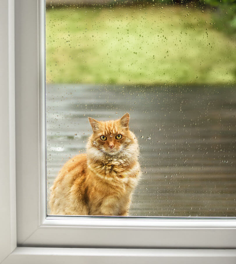 Auch in eine Glastür lässt sich eine Katzenklappe einbauen