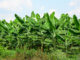 Bananenblätter für den Banana Leaf Kratzbaum