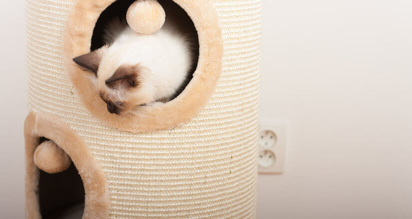 Birma Katze in einem Katzenturm