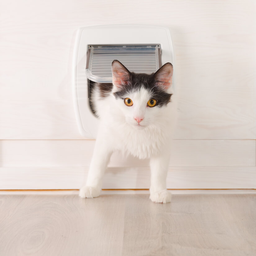 Deshalb sollte eine Katzenklappe isoliert sein
