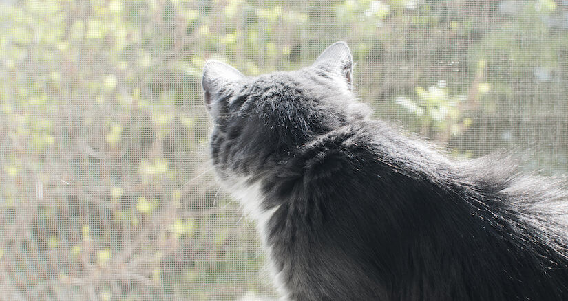 Ein Katzenschutznetz vor dem Balkon