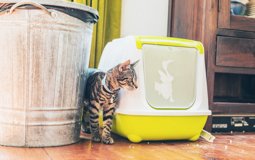 Ein selbstreinigendes Katzenklo verhindert Gestank und Arbeit