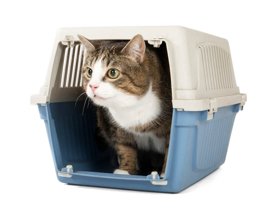 Eine Katze guckt aus ihrer Katzenbox heraus