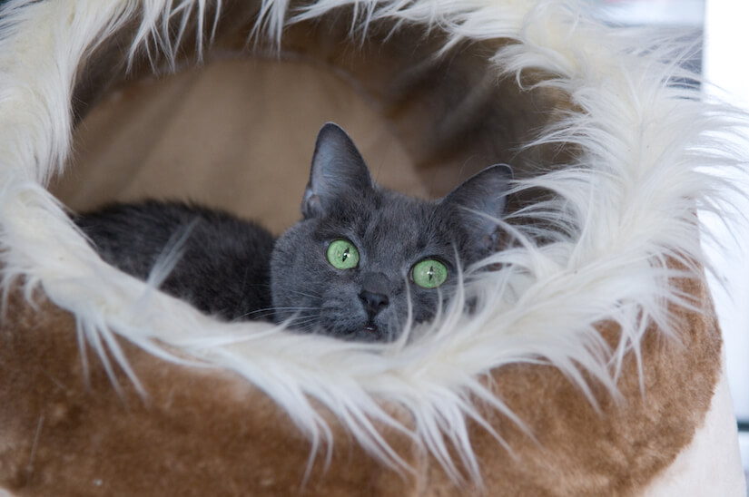 Eine Katze liegt in ihrer Katzen Kuschelhöhle