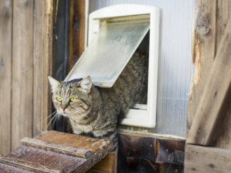 Eine Katzenklappe sollte gut isoliert sein