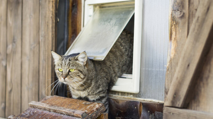 Auf was Sie als Kunde beim Kauf von Katzenklappe isolierglas achten sollten