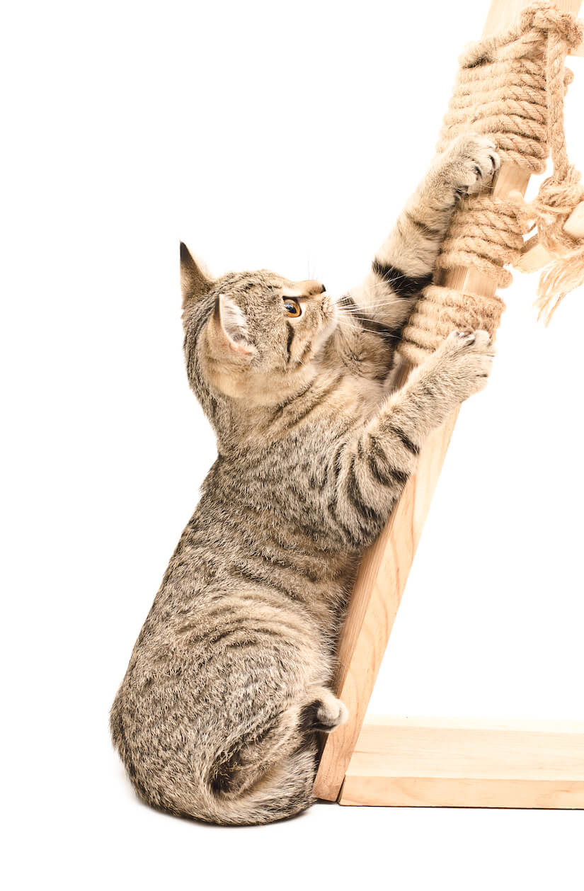 Eine Kratzecke für Katzen