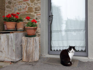 Glastür ohne Katzenklappe - Auch hier kann man relativ einfach eine Katzenklappe einbauen