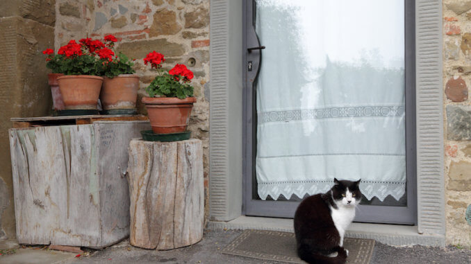 Glastür ohne Katzenklappe - Auch hier kann man relativ einfach eine Katzenklappe einbauen