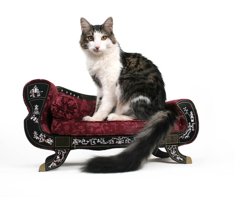 Katze auf ihrem Katzensofa