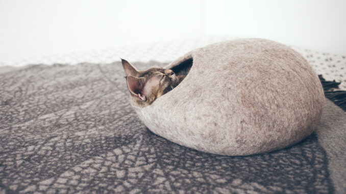 Katze liegt in ihrer Katzenhöhle aus Filz