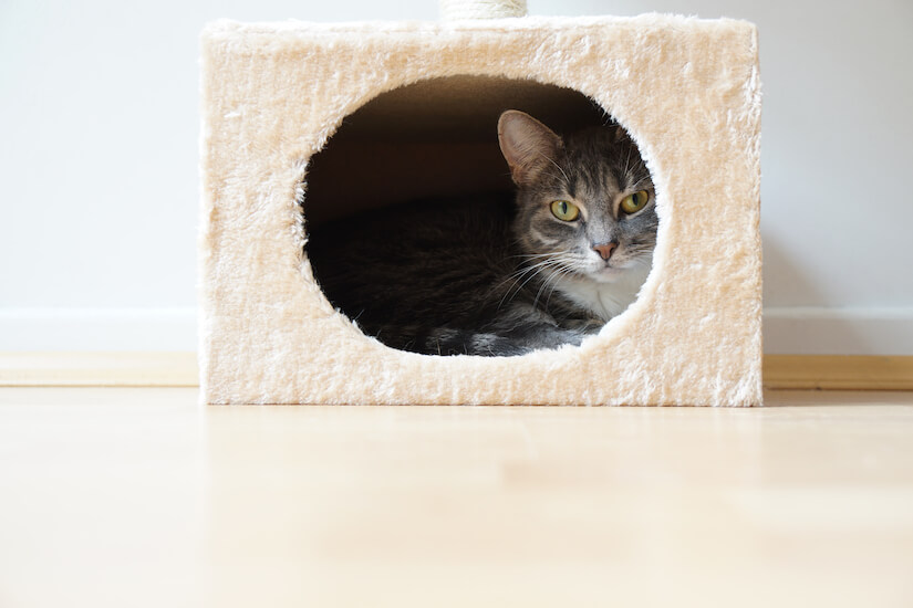 Katze liegt in ihrer Kratztonne