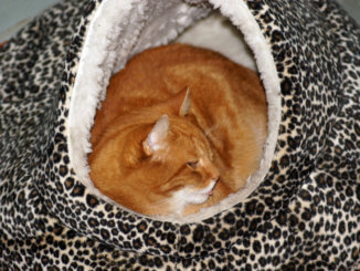 Kuschelhöhle für die Katze