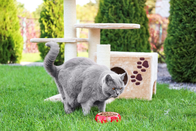 Outdoor Kratzbaum für die Katze