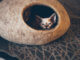 Zwei Katzen in einer Katzenhöhle Filz