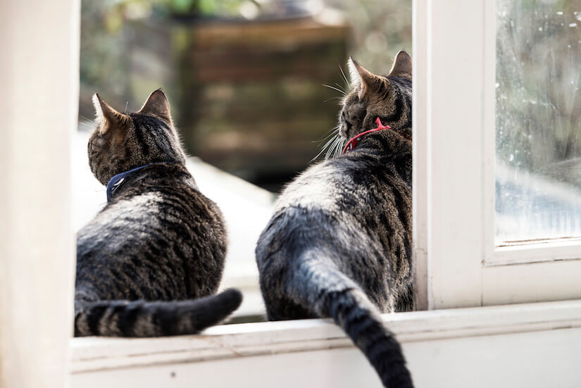 Zwei Katzen wünschen sich eine Katzenklappe im Fenster