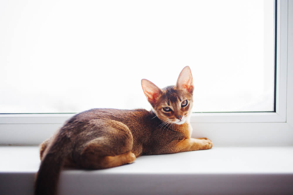 Junge Abessinierkatze liegt auf einer hellen Fensterbank