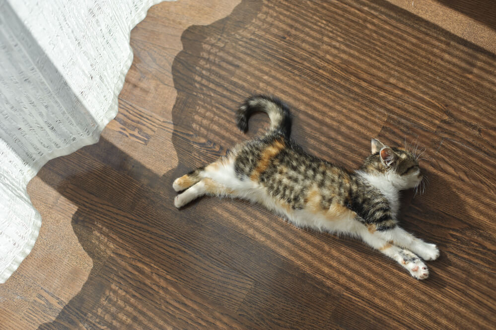 Ohne Kühlmatte ist der Katze heiß