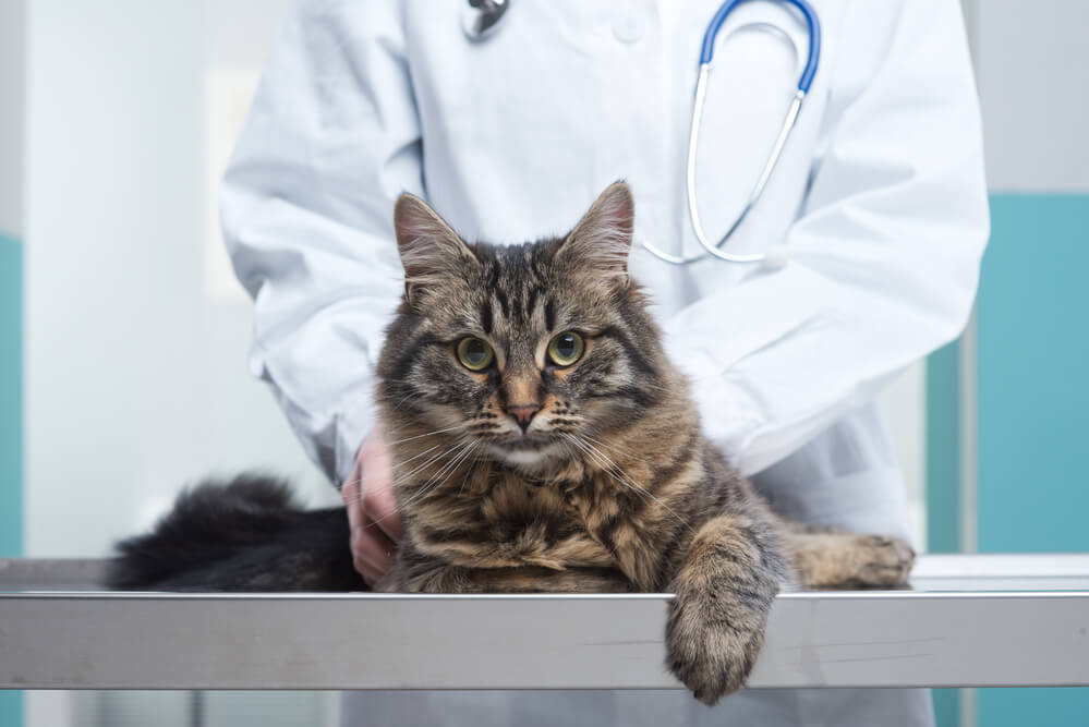 Ältere, abgemagerte Katze liegt auf einer Decke