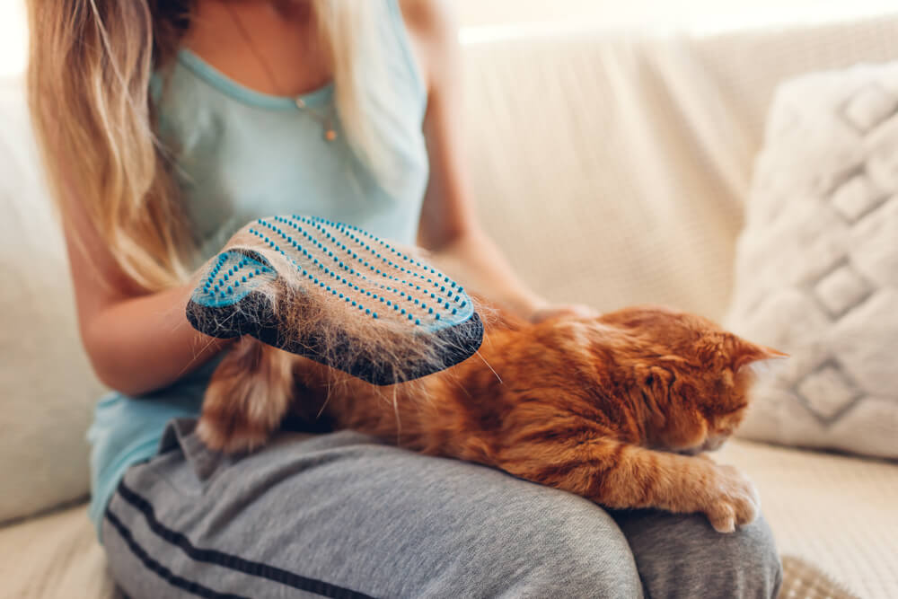 Katzenfell mit Katzenhandschuh bürsten