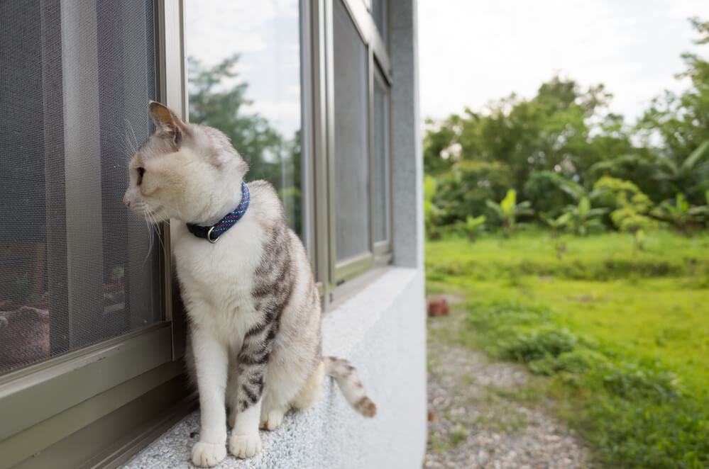 Katze sitzt auf einem Fenstersims