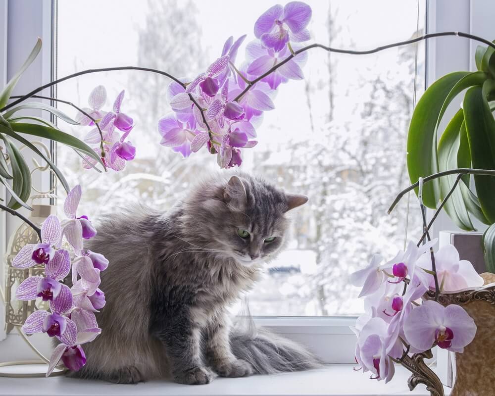 Giftige Pflanzen Katzen Orchidee