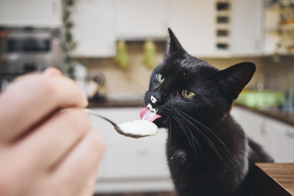 Katze Frisst Joghurt
